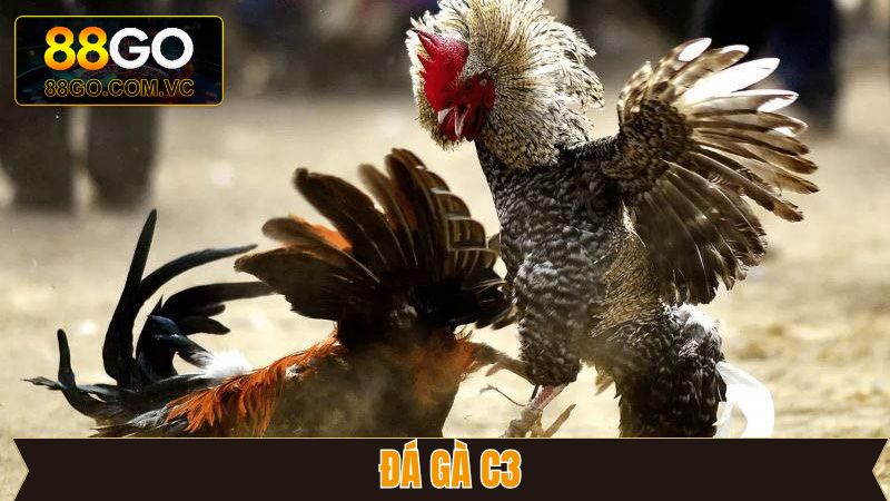 Đá Gà C3 - Trải Nghiệm Kê Trường Đẳng Cấp Tại GO88